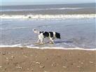 Mores aan het strand in Bloemendaal aan Zee