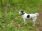 Isa de hond van Nada Bognaar in Bloemendaal