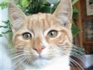Sylvester de wreed overleden kater van mijn zoon