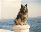 Skip in Zadar