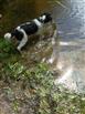 Mooss  gaat pootje baden